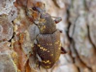 Fichtenrüsselkäfer, Hylobius abietis