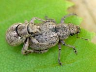 Strophosoma cf. capitatum