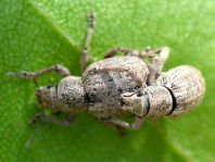 Strophosoma cf. capitatum