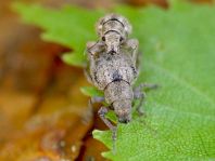 Strophosoma cf. capitatum