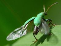 Phyllobius cf. maculicornis