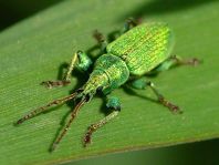 Phyllobius cf. maculicornis
