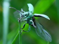 Phyllobius cf. maculicornis