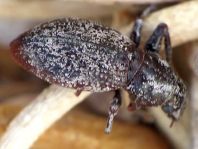 Rüsselkäfer, Curculionidae