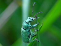 Phyllobius cf. maculicornis