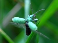 Phyllobius cf. maculicornis