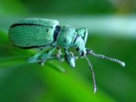 Phyllobius cf. maculicornis