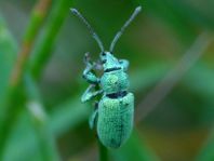 Phyllobius cf. maculicornis
