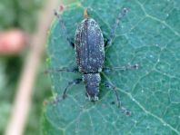 Rüsselkäfer, Curculionidae