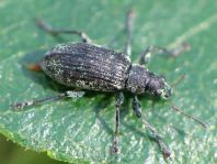 Rüsselkäfer, Curculionidae