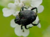 Mononychus punctumalbum, Weißpunktiger Schwertlilienrüssler
