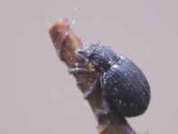 Strophosoma sp.