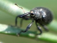 Rüsselkäfer, Curculionidae