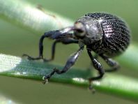 Rüsselkäfer, Curculionidae