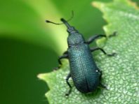 Magdalis phlegmatica, Blauer Kieferntriebstecher
