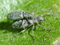 Polydrusus cervinus, Braungrauer Glanzrüssler