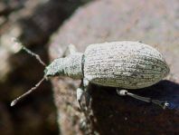 Polydrusus cervinus, Braungrauer Glanzrüssler