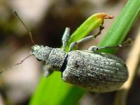 Polydrusus cervinus, Braungrauer Glanzrüssler