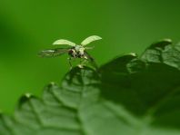 Phyllobius cf. maculicornis