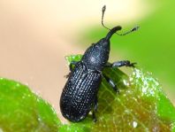 Magdalis sp.