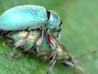 Rüsselkäfer, Curculionidae