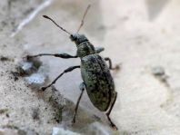 Rüsselkäfer, Curculionidae