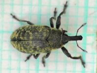 Larinus planus