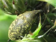 Larinus turbinatus, Kratzdistelrüssler