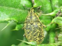 Larinus turbinatus, Kratzdistelrüssler