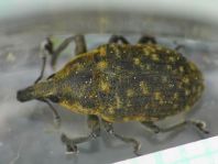 Larinus turbinatus, Kratzdistelrüssler