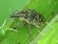 Larinus turbinatus, Kratzdistelrüssler