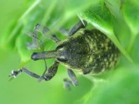 Larinus planus