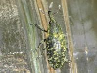 Larinus planus