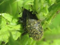 Larinus turbinatus, Kratzdistelrüssler
