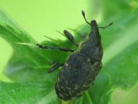 Larinus turbinatus, Kratzdistelrüssler