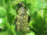 Larinus turbinatus, Kratzdistelrüssler