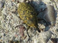 Larinus turbinatus, Kratzdistelrüssler
