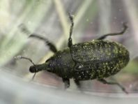 Larinus planus