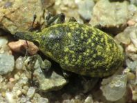 Larinus turbinatus, Kratzdistelrüssler