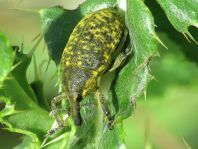 Larinus sp.
