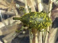 Larinus sp.