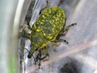Larinus turbinatus, Kratzdistelrüssler
