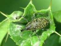 Larinus planus