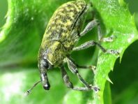 Larinus planus