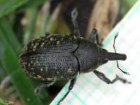 Larinus turbinatus, Kratzdistelrüssler