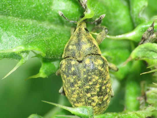 Larinus turbinatus, Kratzdistelrüssler