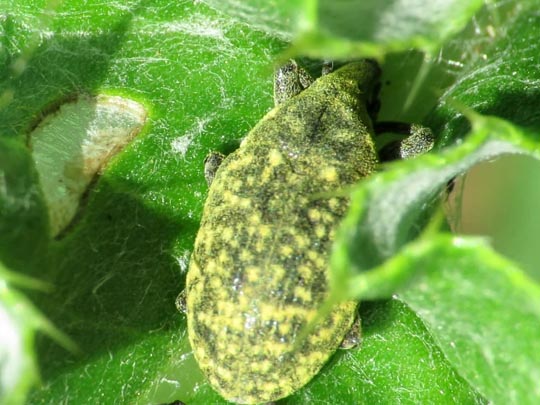 Larinus turbinatus, Kratzdistelrüssler