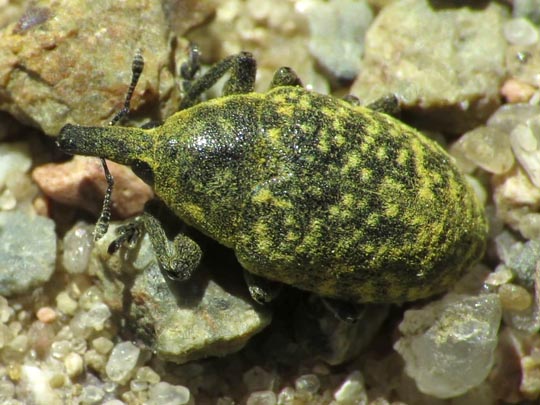 Larinus turbinatus, Kratzdistelrüssler