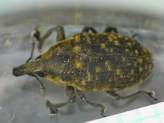 Larinus turbinatus, Kratzdistelrüssler