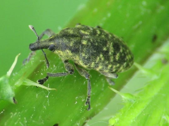 Larinus turbinatus, Kratzdistelrüssler